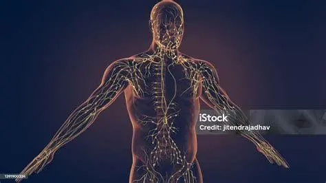 Sistem Limfatik Manusia Diagram sistem limfatik manusia yang menunjukkan letak kelenjar getah bening