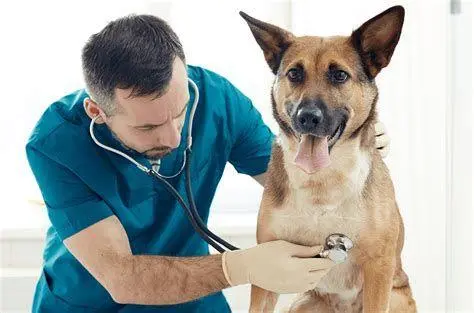 Layanan House Call Layanan dokter hewan ke rumah