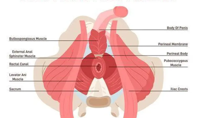 Diagram anatomi otot dasar panggul pada pria