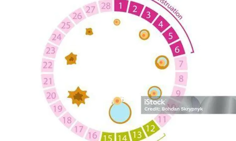 Proses Ovulasi Diagram proses ovulasi pada wanita