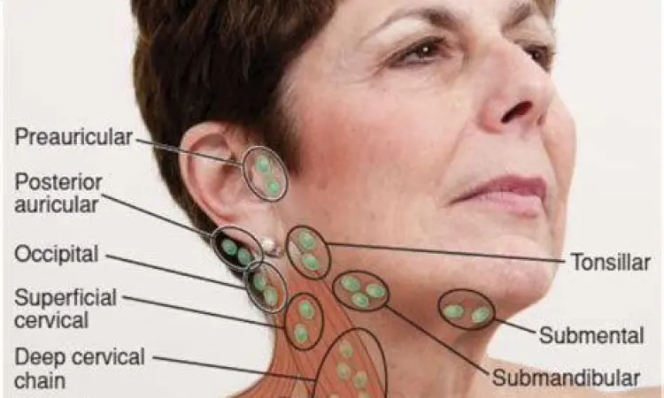 struktur anatomi kelenjar getah bening di leher