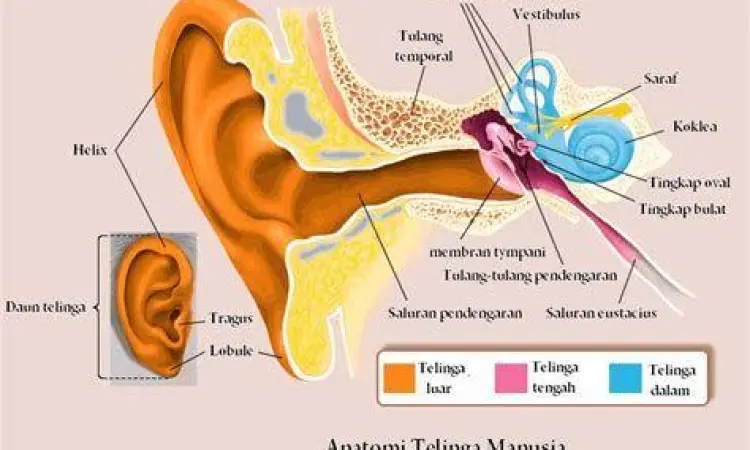 Anatomi telinga manusia menjelaskan penyebab tuna rungu
