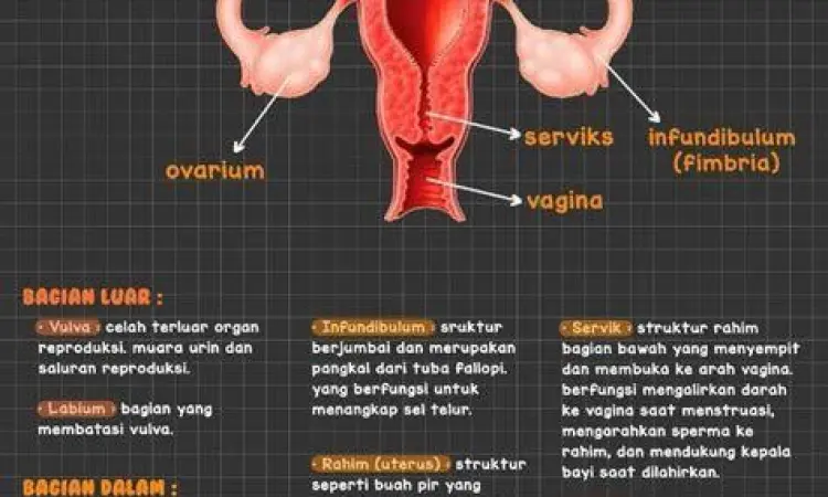 Menjaga kesehatan organ intim wanita