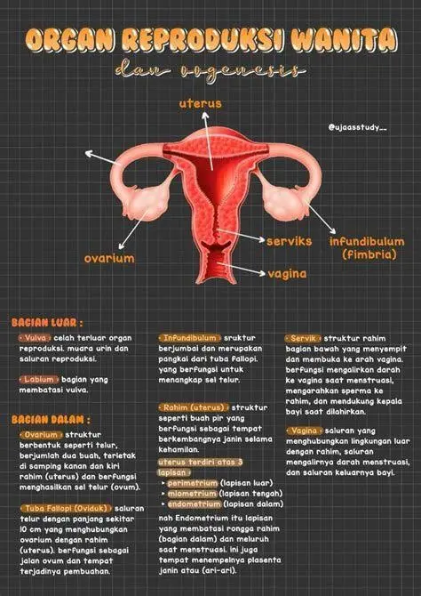 Kesehatan Vagina Menjaga kesehatan organ intim wanita