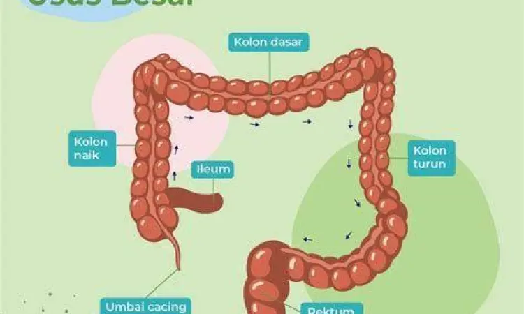 Letak Usus Buntu lokasi usus buntu pada tubuh manusia