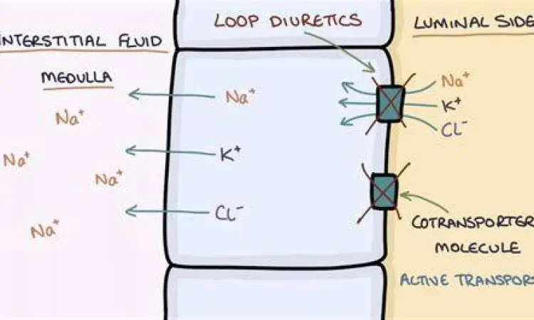 Mekanisme kerja obat diuretik loop Furosemide