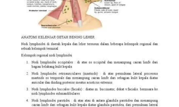 Anatomi Kelenjar Getah Bening Anatomi lokasi kelenjar getah bening di area leher