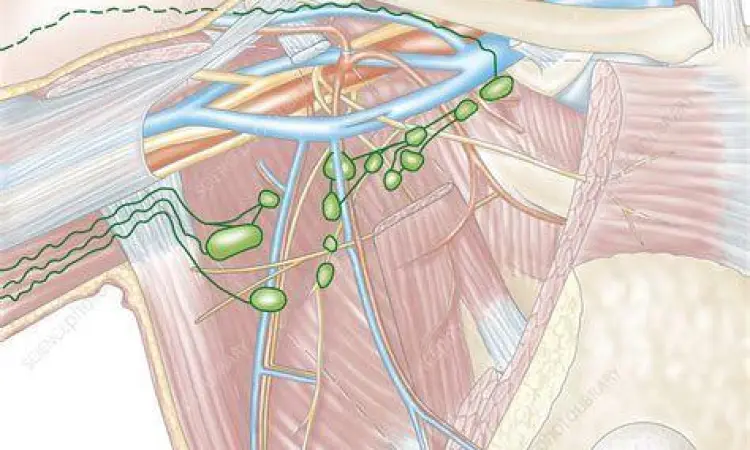Struktur anatomi kelenjar getah bening di area ketiak