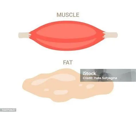 Komposisi Tubuh Ideal Perbandingan visual massa otot dan lemak pada tubuh manusia