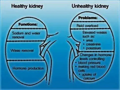 Kesehatan Ginjal Perbandingan ginjal sehat dan ginjal dengan gangguan fungsi