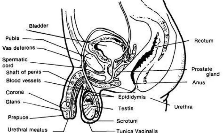 Diagram anatomi sistem reproduksi pria