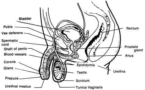 Anatomi Penis Pria Diagram anatomi sistem reproduksi pria