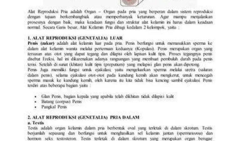 Anatomi sistem reproduksi pria