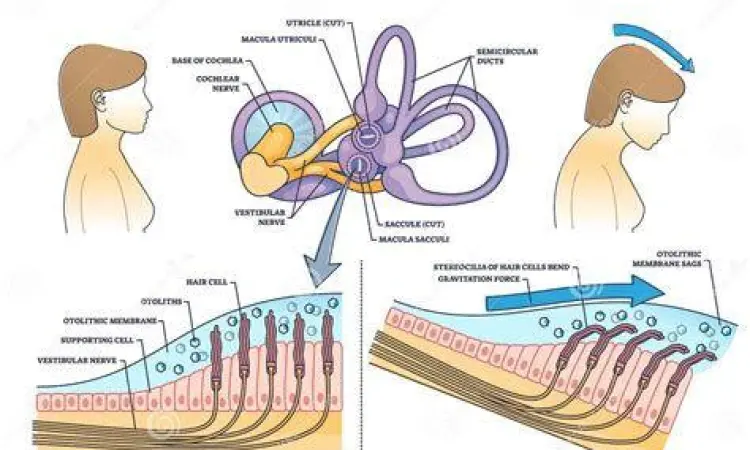 Anatomi sistem vestibular telinga dalam untuk diagnosis vertigo