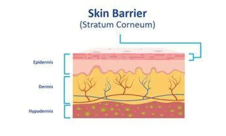 Struktur Skin Barrier Struktur anatomi skin barrier epidermis