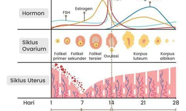 Anatomi sistem reproduksi wanita saat siklus haid