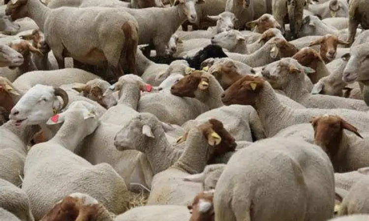 Hewan Kurban Idul Adha Penyembelihan hewan kurban sebagai simbol ketaatan