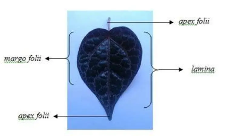 Struktur anatomi daun sirih merah