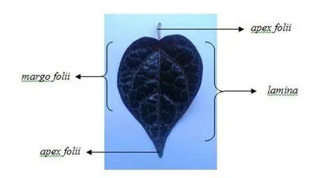 Anatomi Daun Sirih Merah Struktur anatomi daun sirih merah