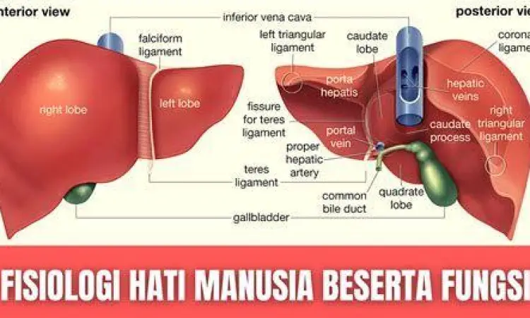 Struktur anatomi hati manusia dan lobus hati
