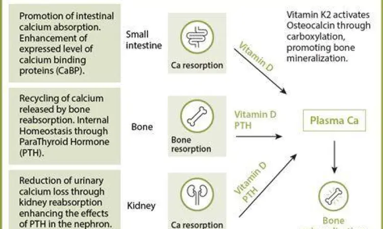 Diagram mekanisme kerja sinergis antara vitamin D3 dan K2 dalam mengarahkan kalsium