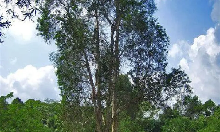 Pohon Melaleuca leucadendra sumber minyak kayu putih