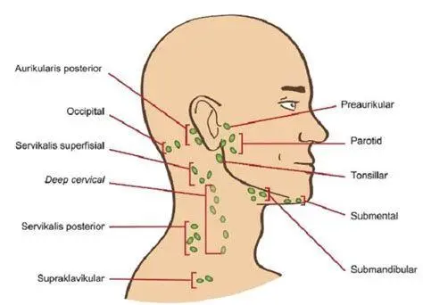 Anatomi Kelenjar Getah Bening Anatomi sistem limfatik di area ketiak manusia