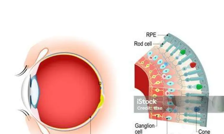 Struktur Sel Kerucut Mata Anatomi sel kerucut pada retina mata manusia