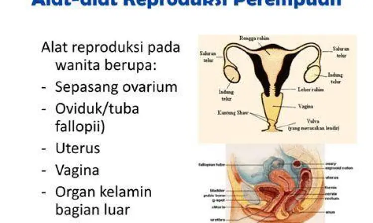 Struktur eksternal alat kelamin wanita atau vulva