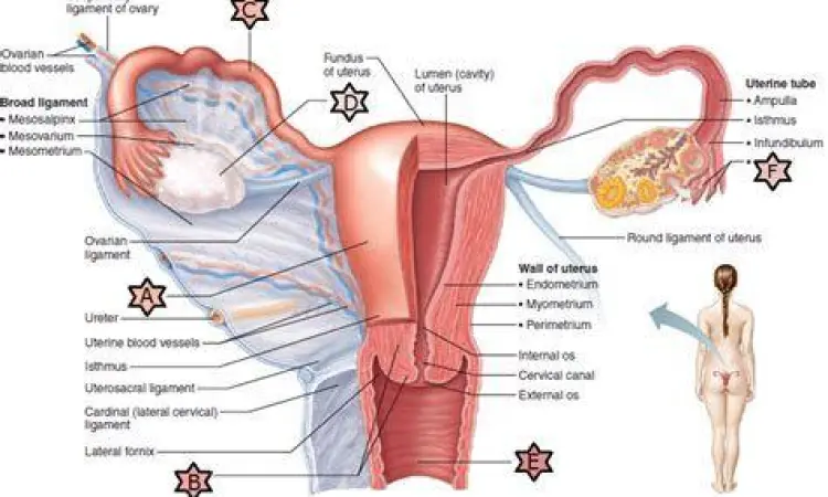 Diagram organ reproduksi internal wanita