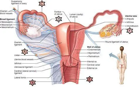Organ Reproduksi Internal Diagram organ reproduksi internal wanita