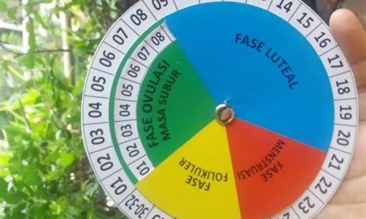 Kalender Masa Subur Ilustrasi kalender masa subur wanita untuk program hamil