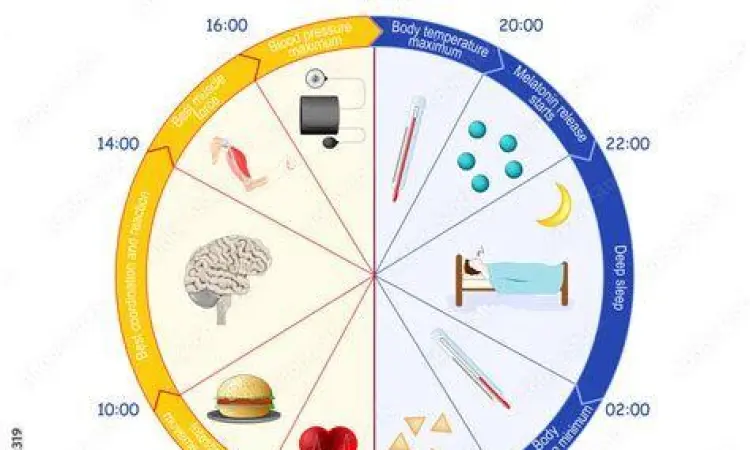 Diagram irama sirkadian manusia