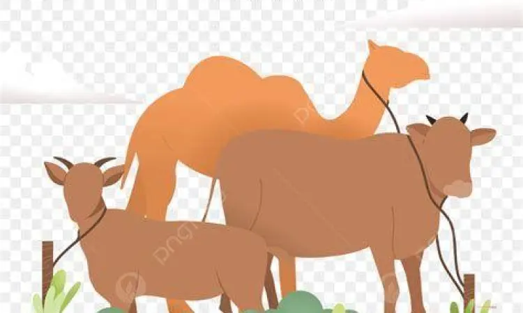 ilustrasi hewan kurban untuk ucapan idul adha