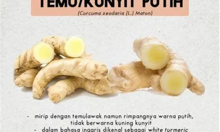Kunyit Putih untuk Pencernaan Ilustrasi penggunaan kunyit putih untuk lambung