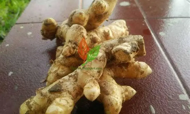 Irisan Kunyit Putih Alami Irisan kunyit putih untuk pengobatan herbal