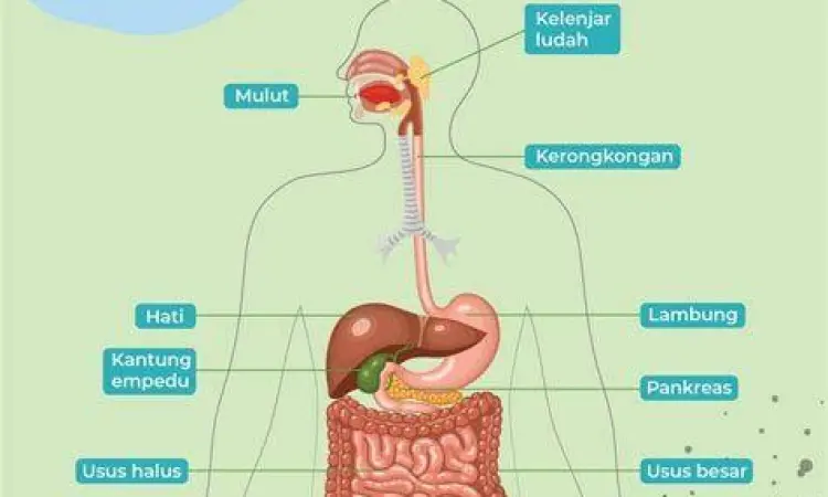 Anatomi sistem pencernaan manusia yang sering mengalami gangguan