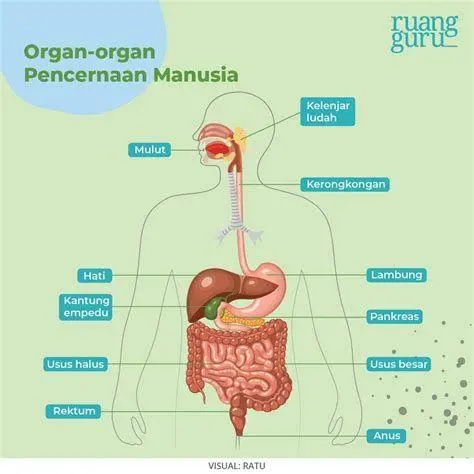 Sistem Pencernaan Manusia Anatomi sistem pencernaan manusia yang sering mengalami gangguan