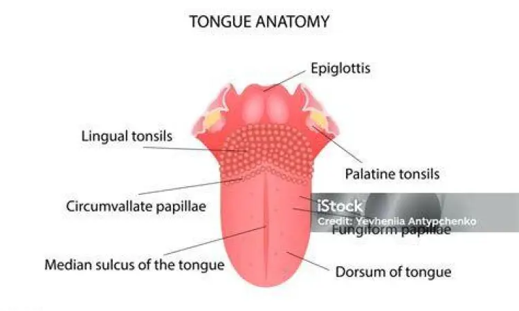 Anatomi Lidah dan Sariawan Anatomi lidah manusia dan lokasi sariawan umum