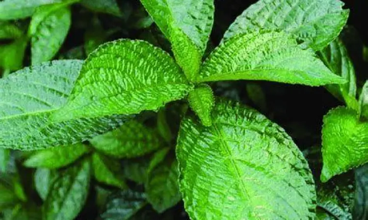 Struktur daun pecah beling yang kasar dan hijau pekat