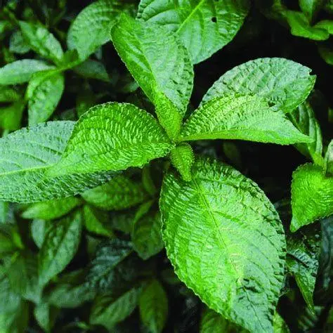 Daun Pecah Beling Segar Struktur daun pecah beling yang kasar dan hijau pekat