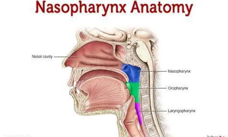 Anatomi rongga hidung dan faring manusia