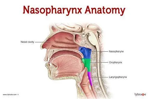 Rongga Hidung dan Faring Anatomi rongga hidung dan faring manusia