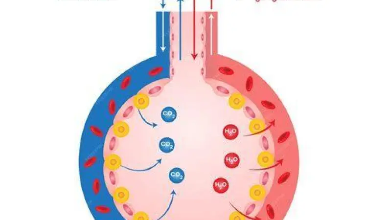 Proses pertukaran gas di alveolus