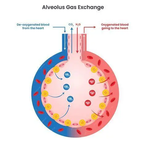 Struktur Alveolus Proses pertukaran gas di alveolus