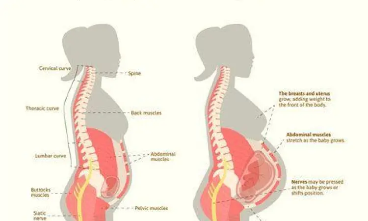 Ilustrasi perubahan panggul dan aliran darah saat hamil