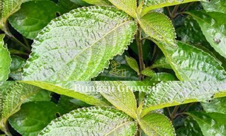 Tanaman daun keji beling segar sebagai bahan baku kapsul