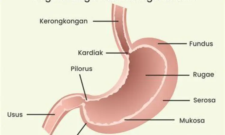 Anatomi sfingter esofagus bawah sebagai penyebab asam lambung