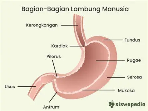 Mekanisme Refluks Asam Anatomi sfingter esofagus bawah sebagai penyebab asam lambung