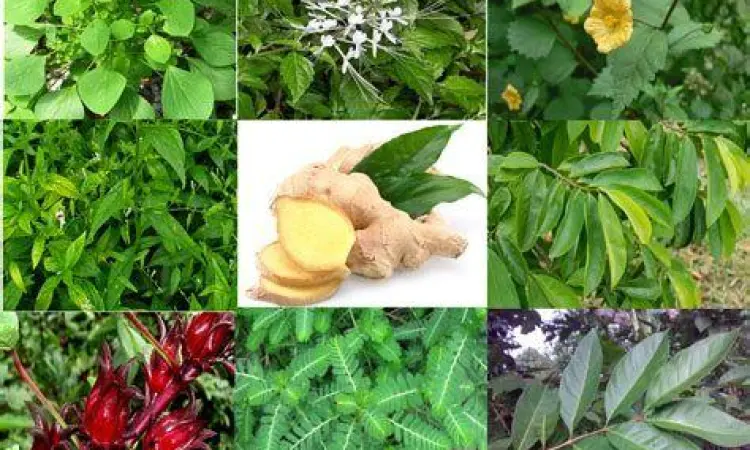 Tanaman obat asam urat alami